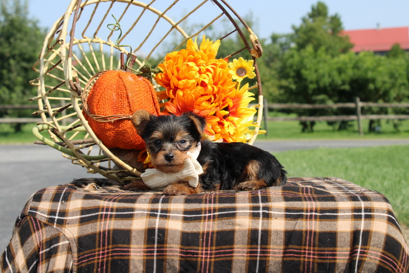 puppy, for, sale, Yorkshire Terrier, Matthew B. Stoltzfus, dog, breeder, Gap, PA, dog-breeder, puppy-for-sale, forsale, nearby, find, puppyfind, locator, puppylocator, aca